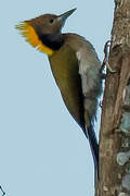 Greater Yellownape