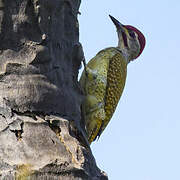 Fine-spotted Woodpecker