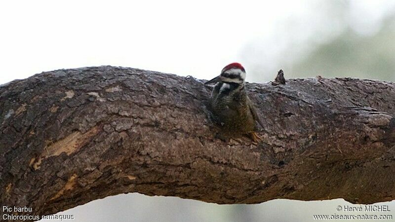 Bearded Woodpecker