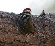 Bearded Woodpecker