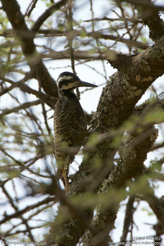 Bearded Woodpecker