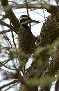 Bearded Woodpecker