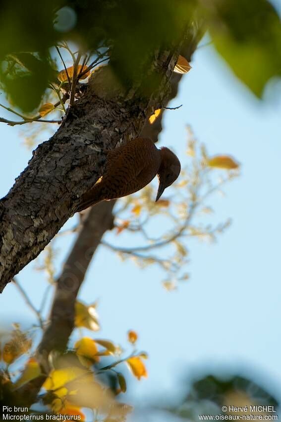 Rufous Woodpecker