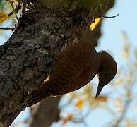 Rufous Woodpecker