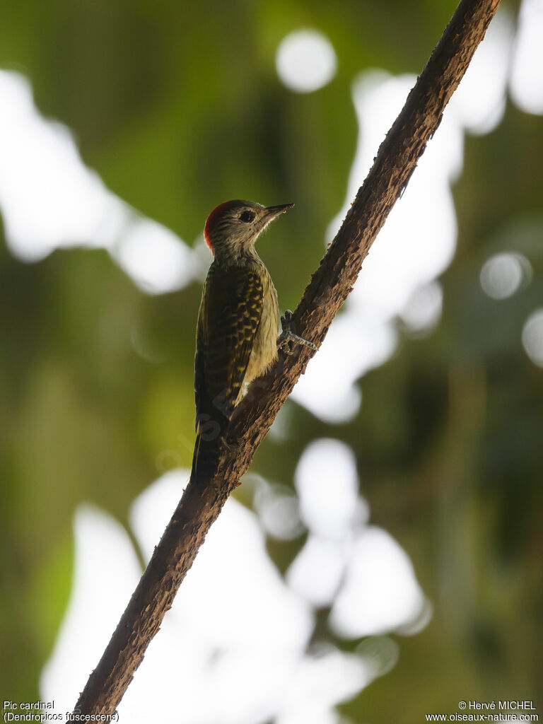 Cardinal Woodpecker