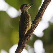 Cardinal Woodpecker