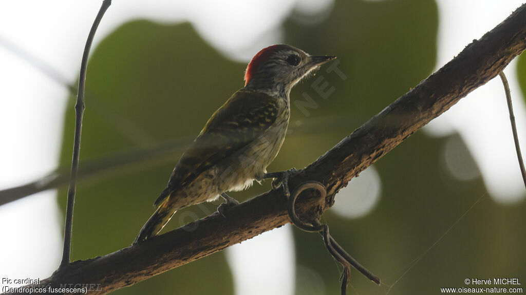 Cardinal Woodpecker