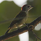 Pic cardinal