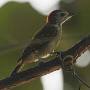 Cardinal Woodpecker