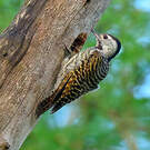 Pic cardinal