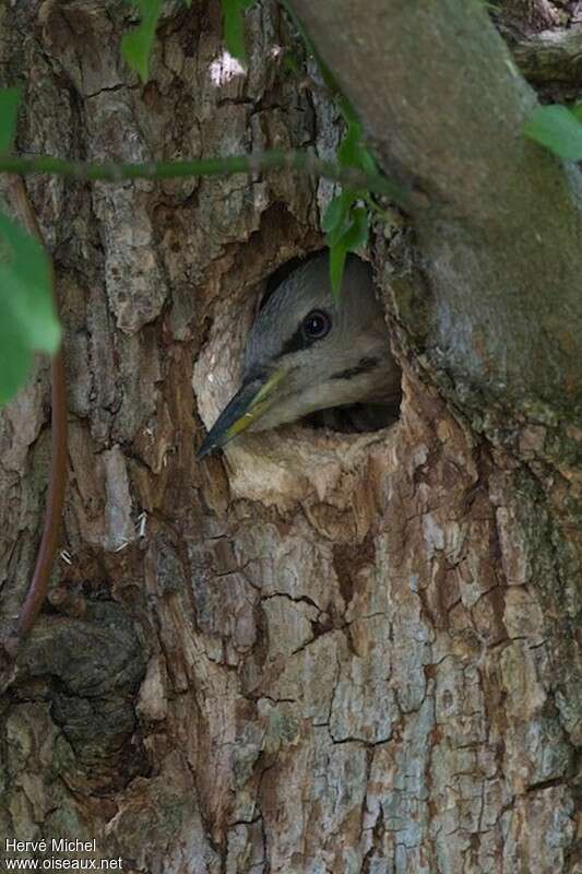 Grey-headed Woodpecker female adult, close-up portrait, Reproduction-nesting