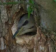 Grey-headed Woodpecker