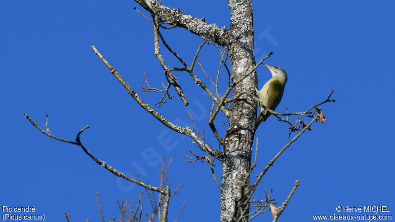 Grey-headed Woodpecker female adult