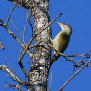 Grey-headed Woodpecker