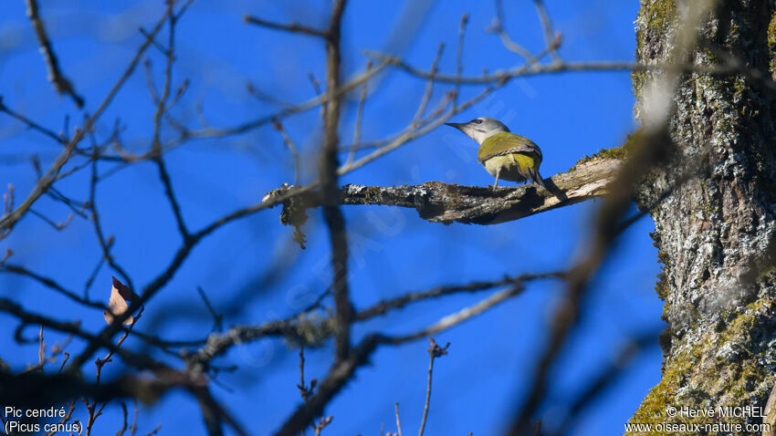 Grey-headed Woodpecker female adult