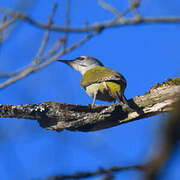 Grey-headed Woodpecker