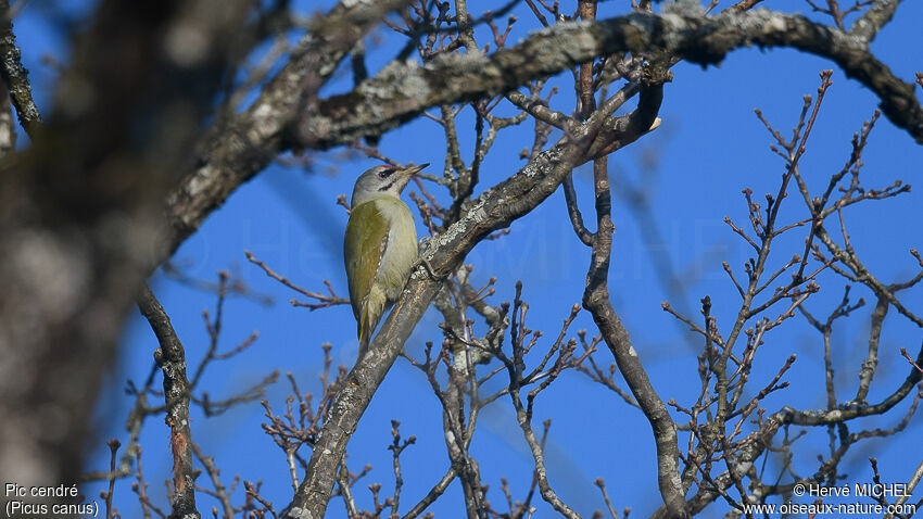 Grey-headed Woodpecker male adult