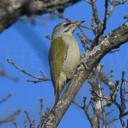 Grey-headed Woodpecker