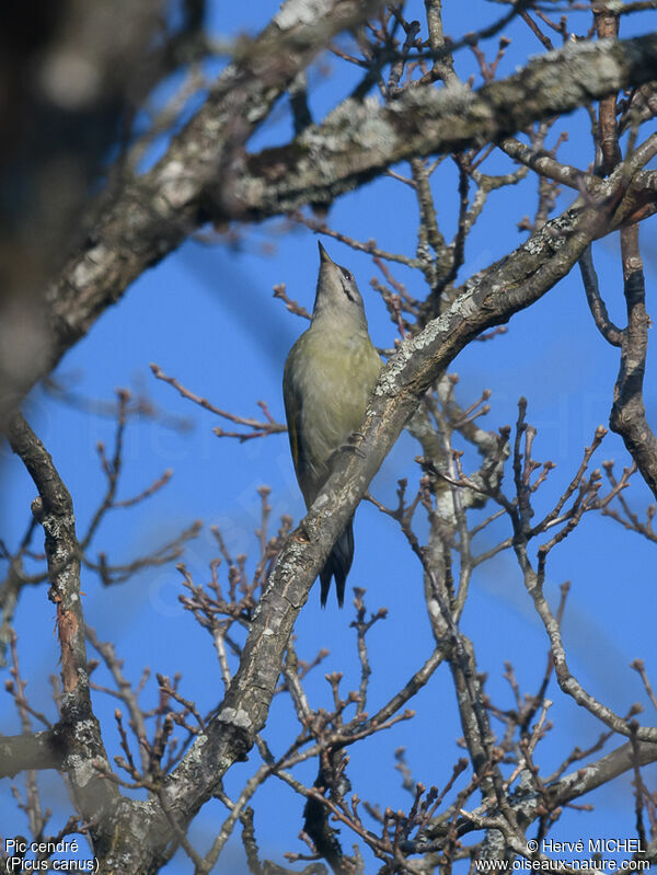 Grey-headed Woodpecker male adult, song