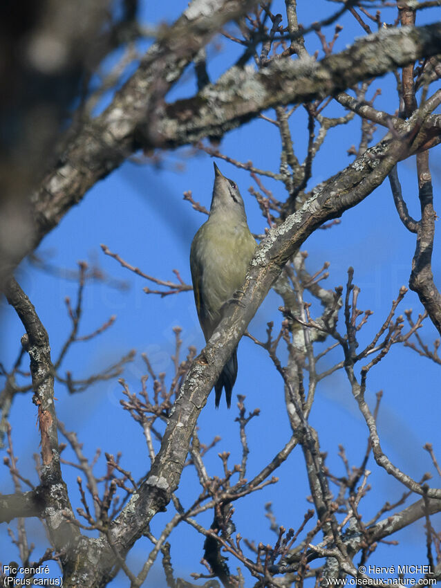 Pic cendré mâle adulte, chant