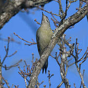 Grey-headed Woodpecker