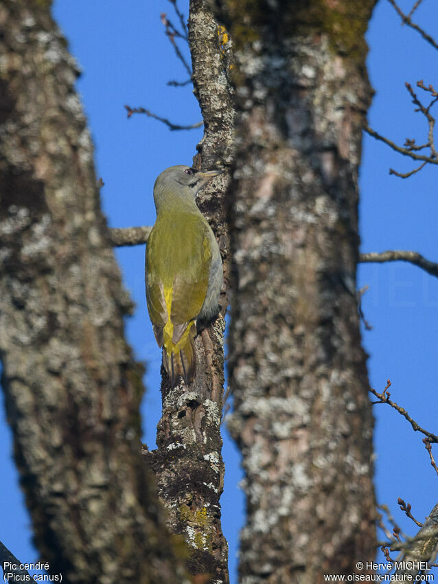 Grey-headed Woodpecker male adult