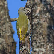 Grey-headed Woodpecker