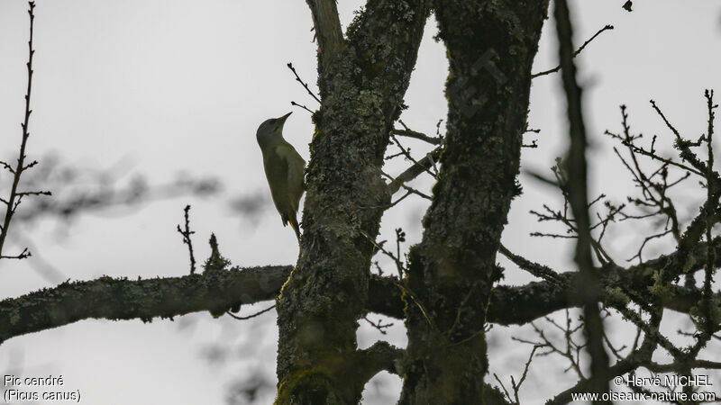 Grey-headed Woodpecker male adult