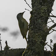 Grey-headed Woodpecker