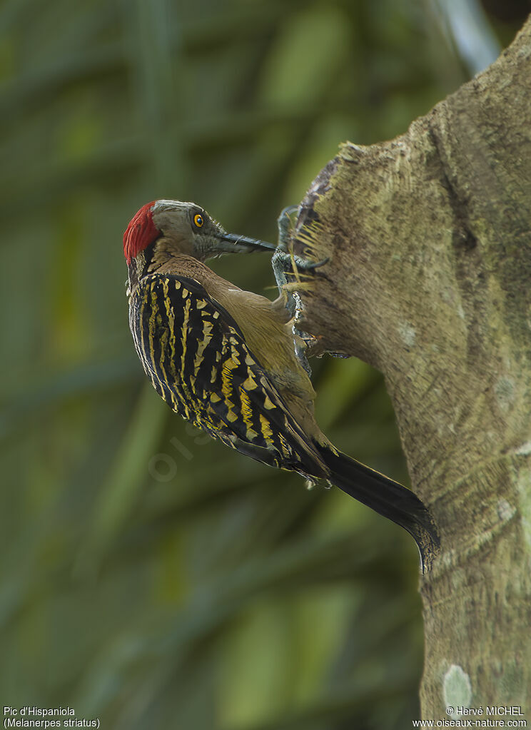 Hispaniolan Woodpecker