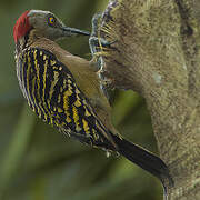 Hispaniolan Woodpecker