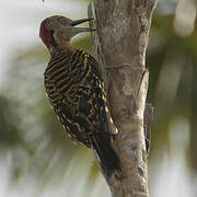 Hispaniolan Woodpecker