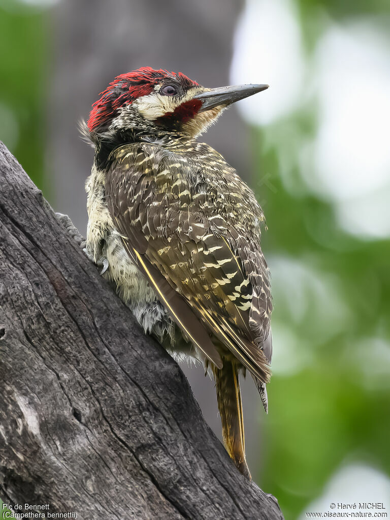 Bennett's Woodpecker male adult