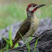Bennett's Woodpecker