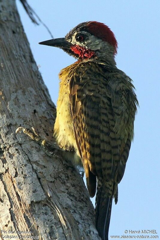 Spot-breasted Woodpecker male adult, identification