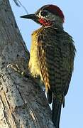 Spot-breasted Woodpecker