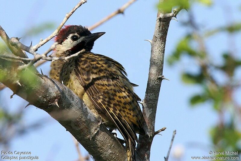 Spot-breasted Woodpecker male adult, identification