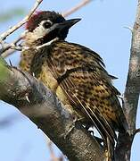 Spot-breasted Woodpecker