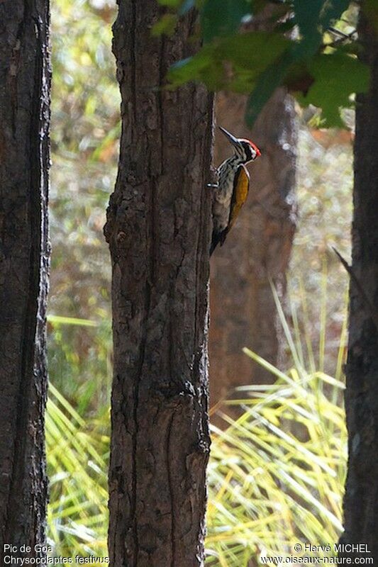 White-naped Woodpecker