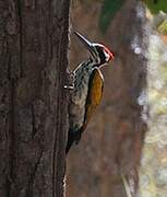 White-naped Woodpecker