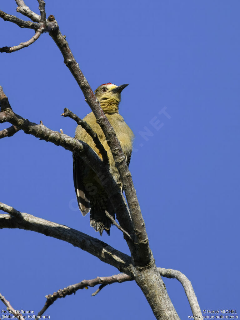 Hoffmann's Woodpecker