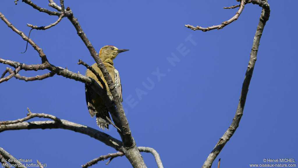 Hoffmann's Woodpecker