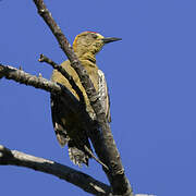 Hoffmann's Woodpecker