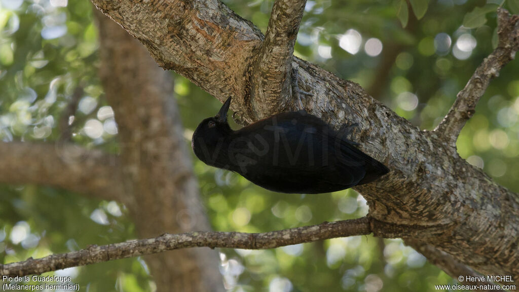 Guadeloupe Woodpecker