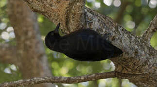 Guadeloupe Woodpecker