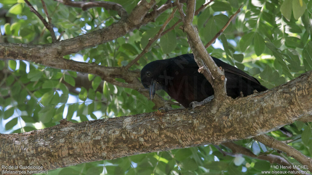 Guadeloupe Woodpecker