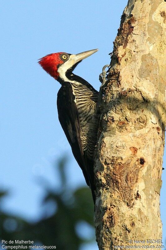 Crimson-crested Woodpecker female adult, identification