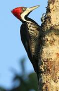 Crimson-crested Woodpecker