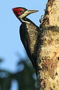 Crimson-crested Woodpecker