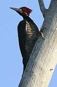 Crimson-crested Woodpecker